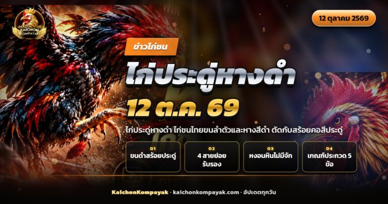 ไก่ชนประดู่หางดำตัวผู้ยืนอกตั้ง ขนดำ สร้อยคอสีประดู่
