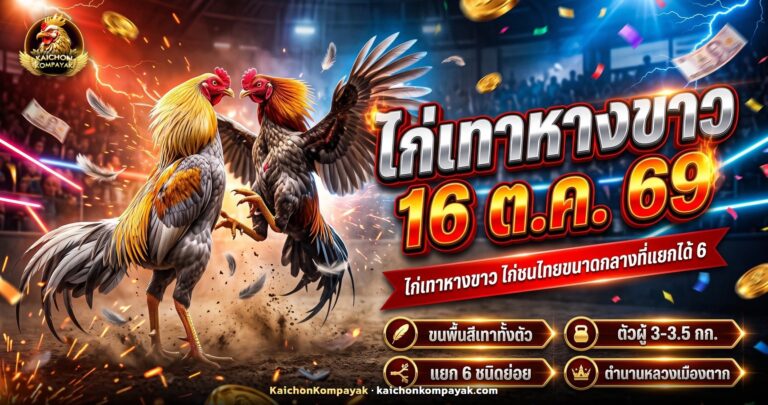 ไก่ชนเทาหางขาวตัวผู้ยืนตัวตรง ขนพื้นสีเทา สร้อยสีเหลืองทอง หางขาวปนเทา