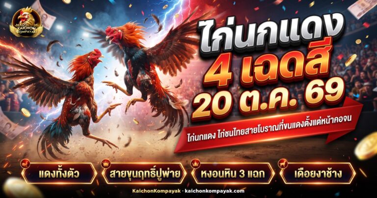 ไก่ชนพันธุ์นกแดงตัวผู้ขนแดงทั้งตัว หงอนหินสามแฉก ยืนเต็มตัวด้านข้าง