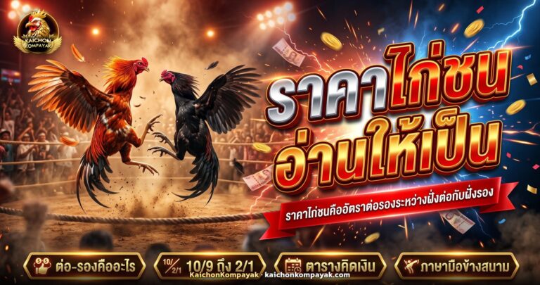 ไก่ชนสองตัวยืนเผชิญหน้ากันกลางสังเวียน ประกอบบทความราคาไก่ชน
