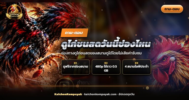 คนถือมือถือดูไก่ชนสดวันนี้จากช่องของสนาม
